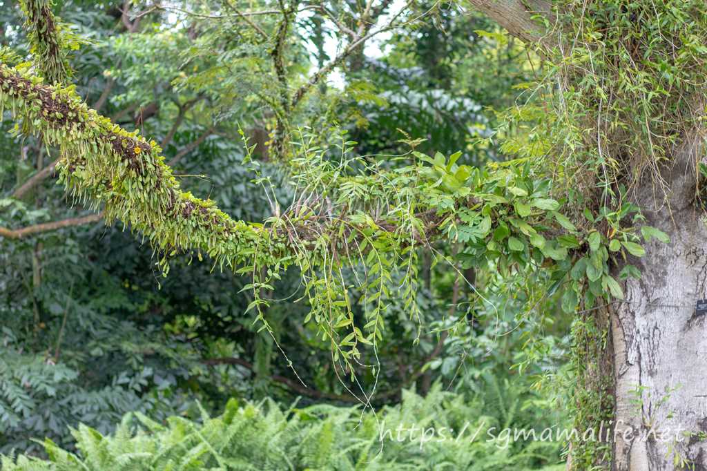 ISTANA OPEN HOUSE  イスタナ オープンハウス 着生植物 シンガポールに生えている木