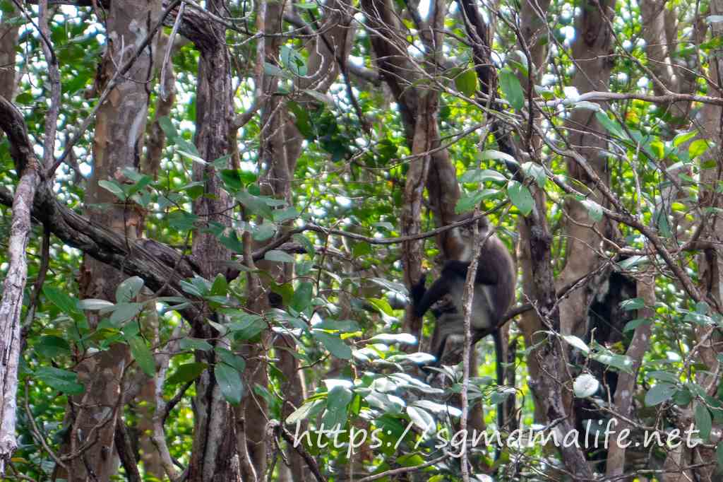 ビンタン島マングローブツアー　猿