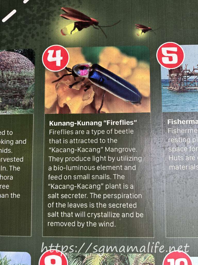 Kunang-Kunang "fireflies"