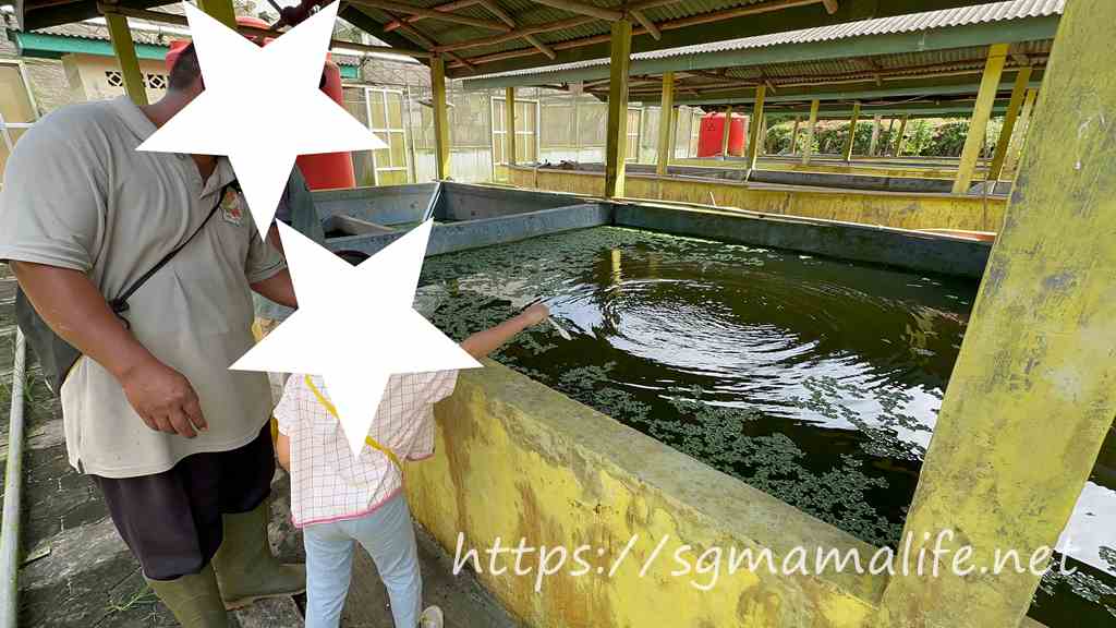 Bintan eco farm
